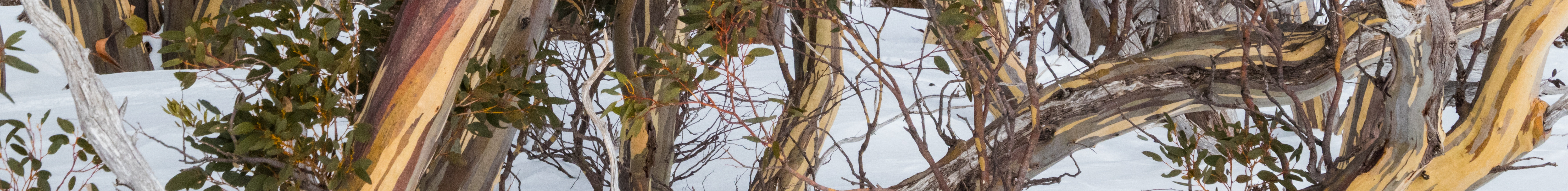 Stay among the snow gums and wake up above the clouds. Gliss accommodation in the heart of the Mt Buller village